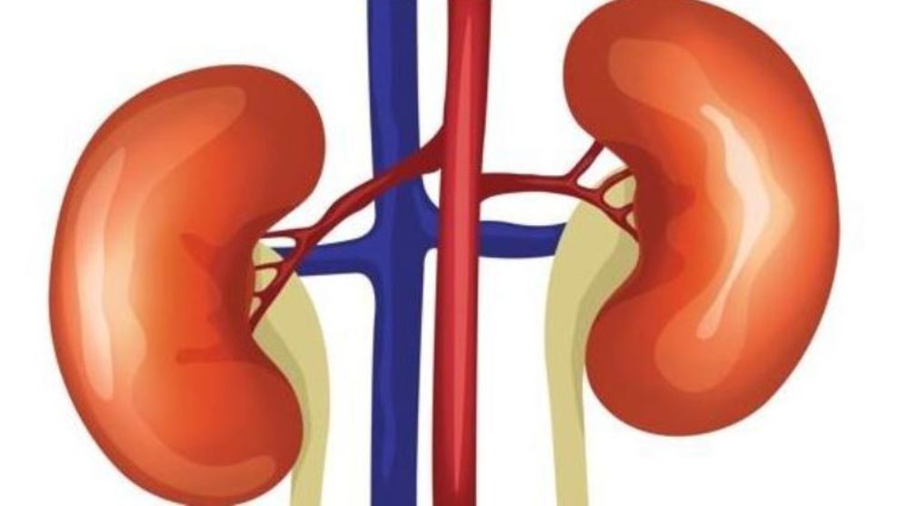 ‘क्रिएटिनिन’ ले बिगार्‍याे प्रधानमन्त्रीको स्वास्थ्य, के हो क्रियटिनिन ?